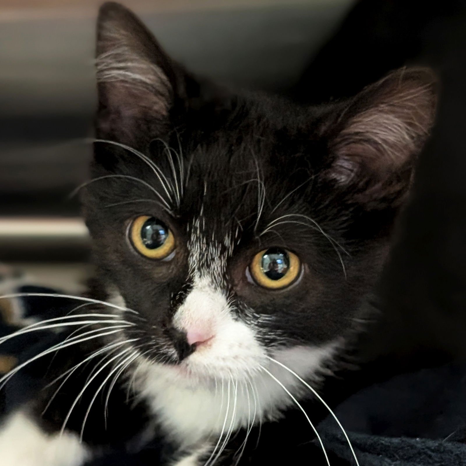 HERBERT - Domestic Short Hair available for adoption