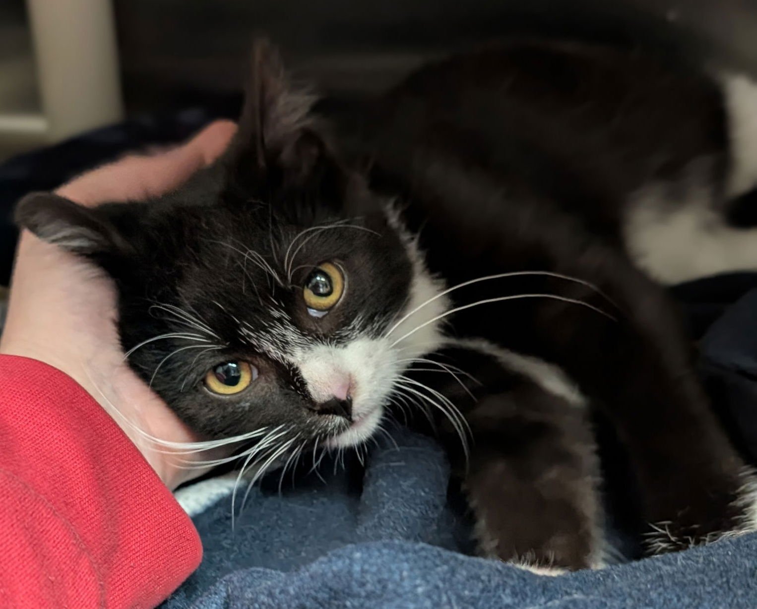 HERBERT - Domestic Short Hair available for adoption