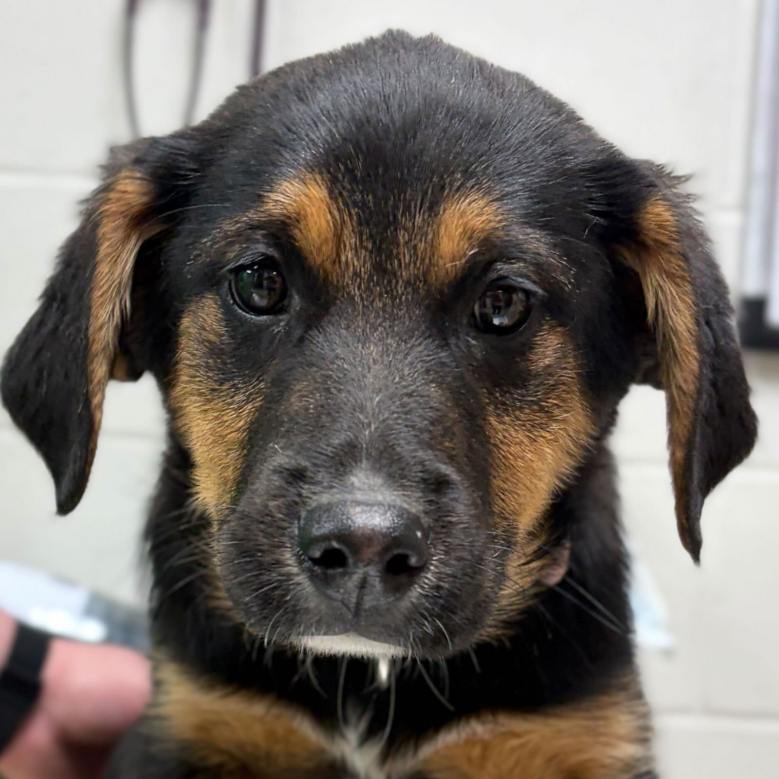 BONBON - Hound available for adoption