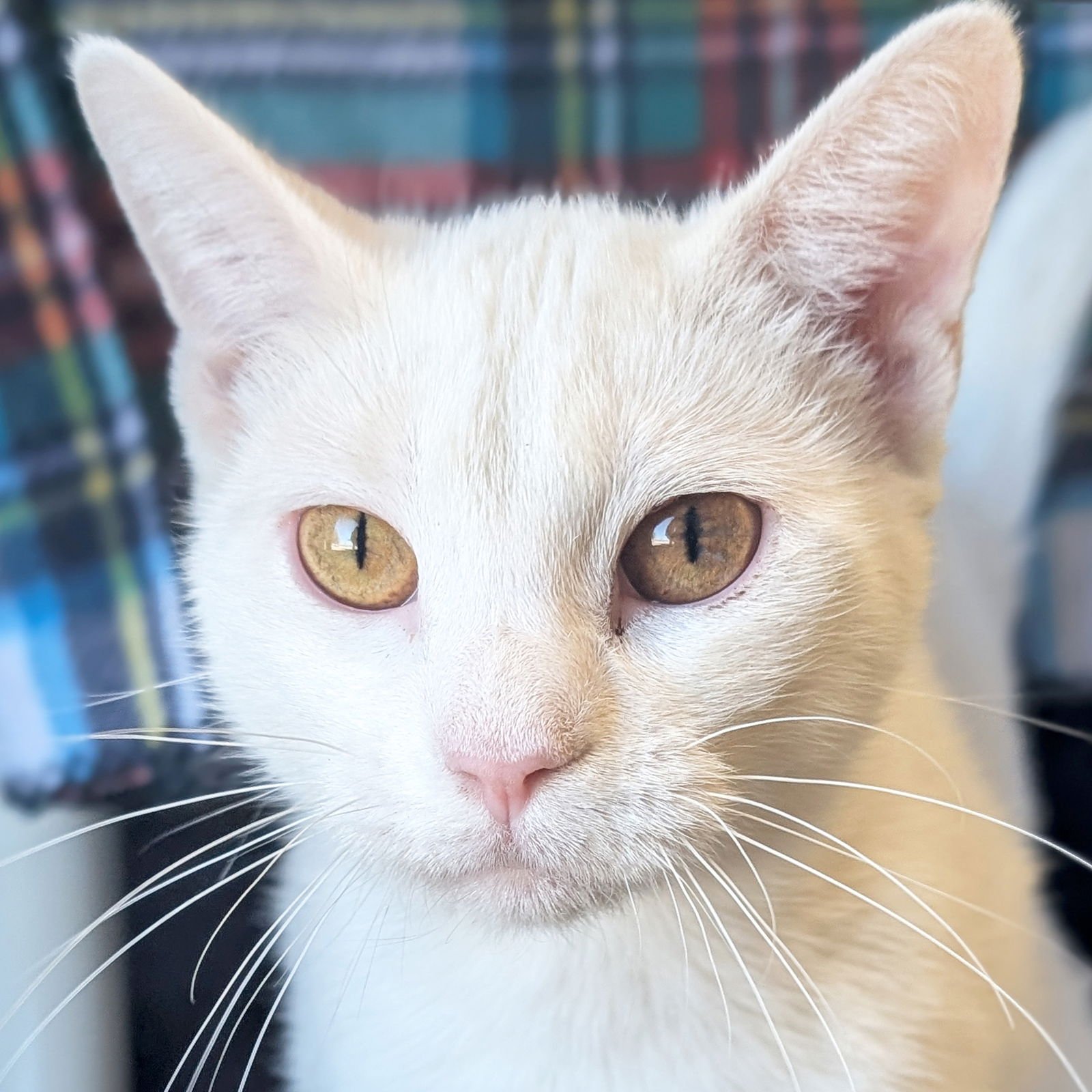 CHARISMA - Domestic Short Hair available for adoption