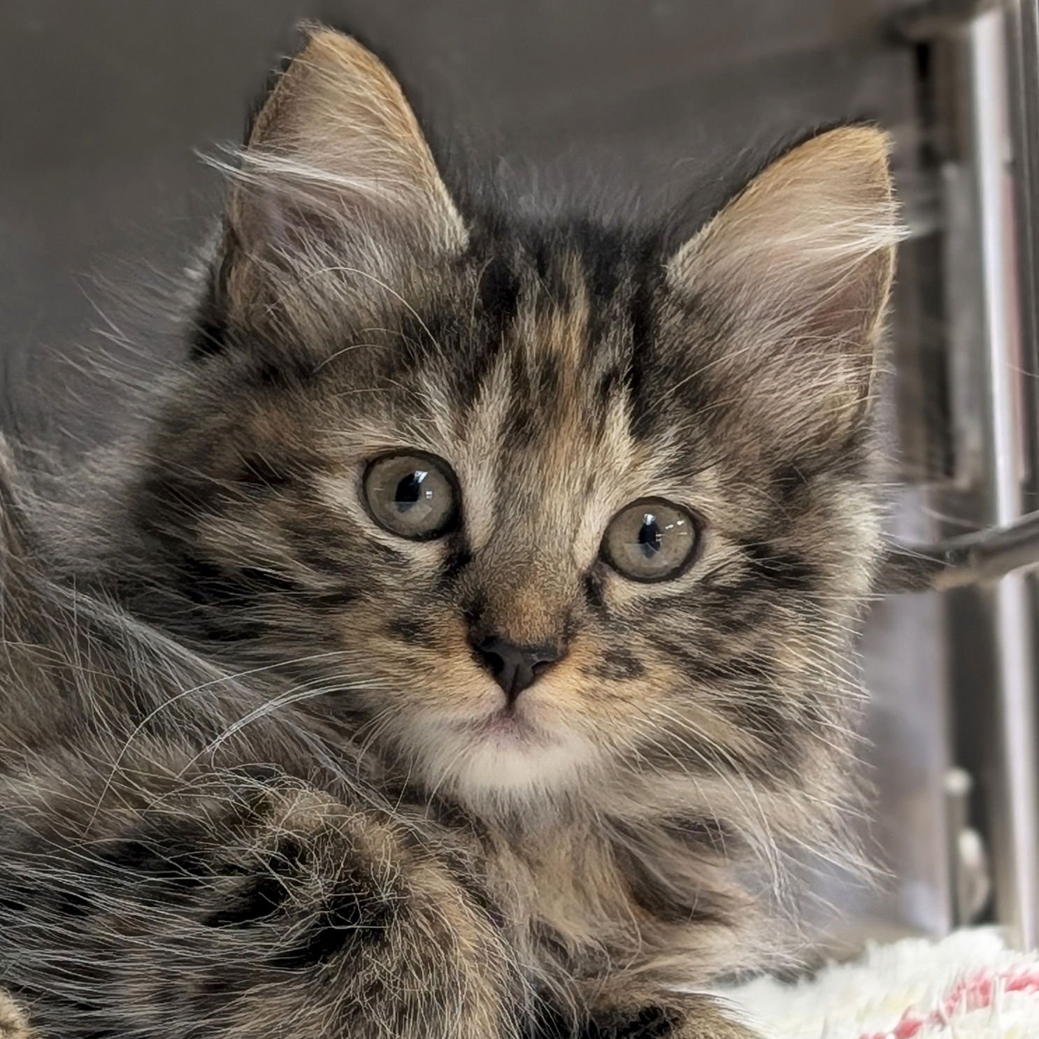 GINGY - REDUCED FEE! - Domestic Medium Hair available for adoption