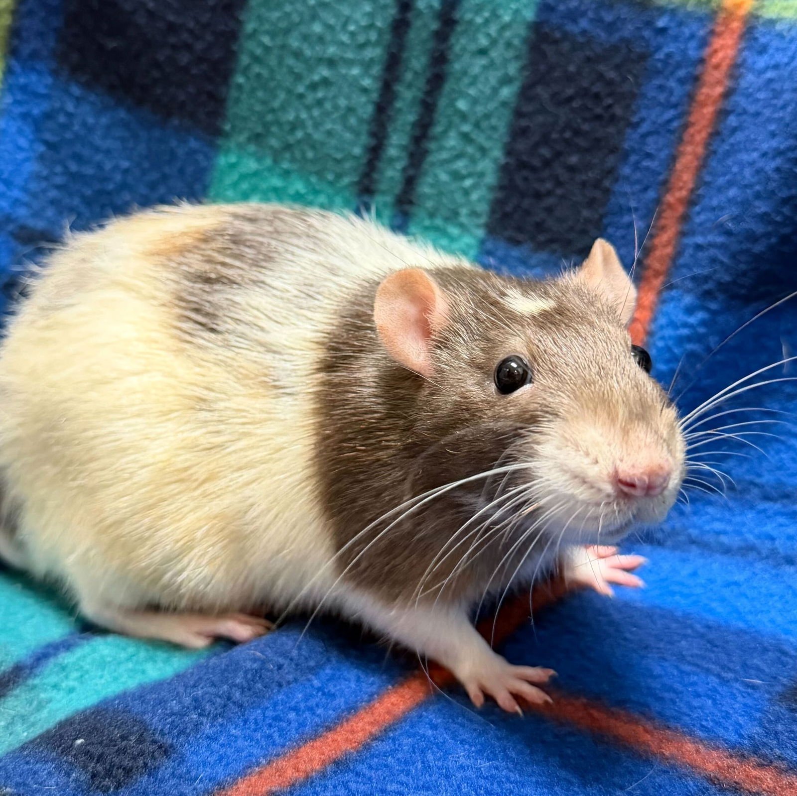 RO - Rat available for adoption