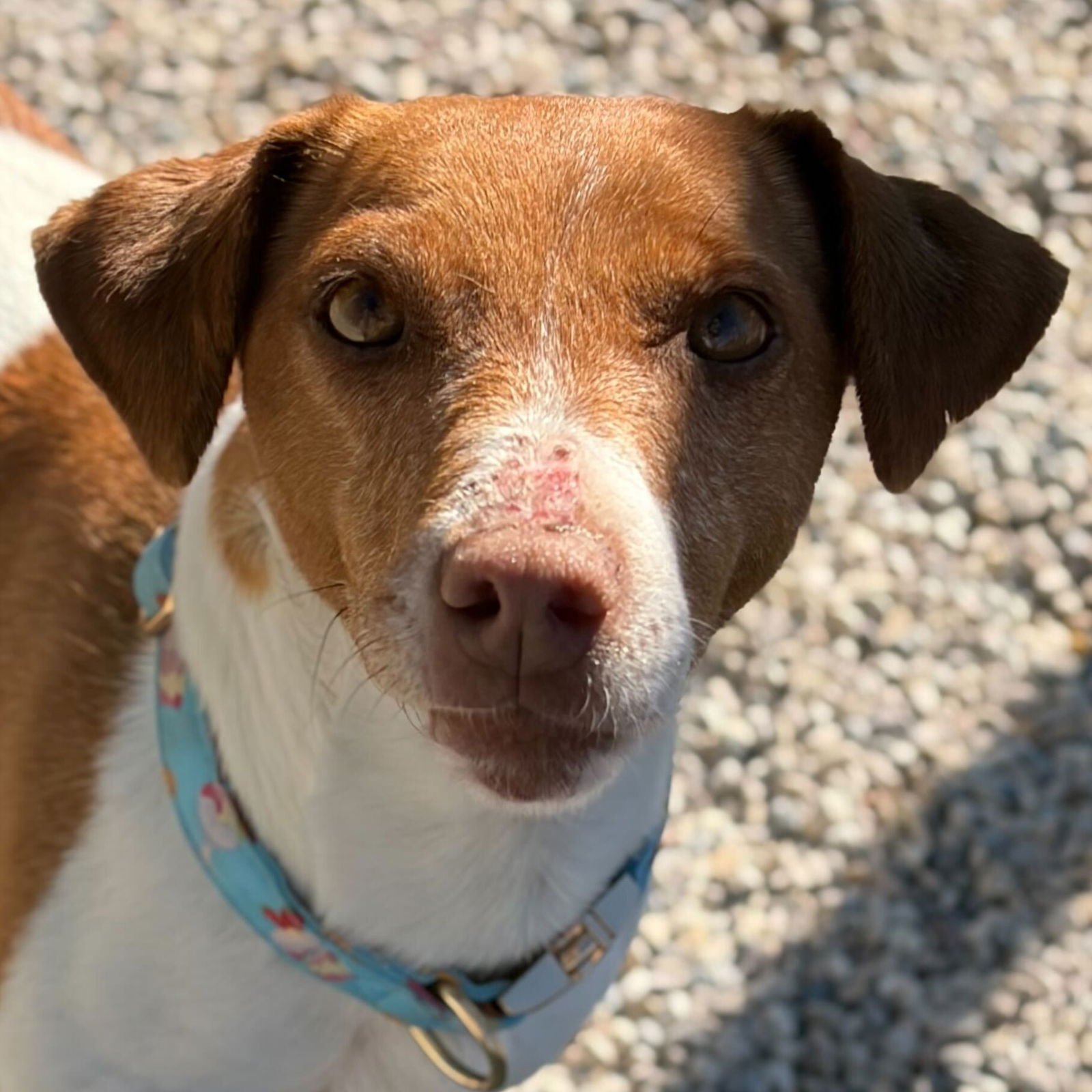 BEA - Jack Russell Terrier available for adoption