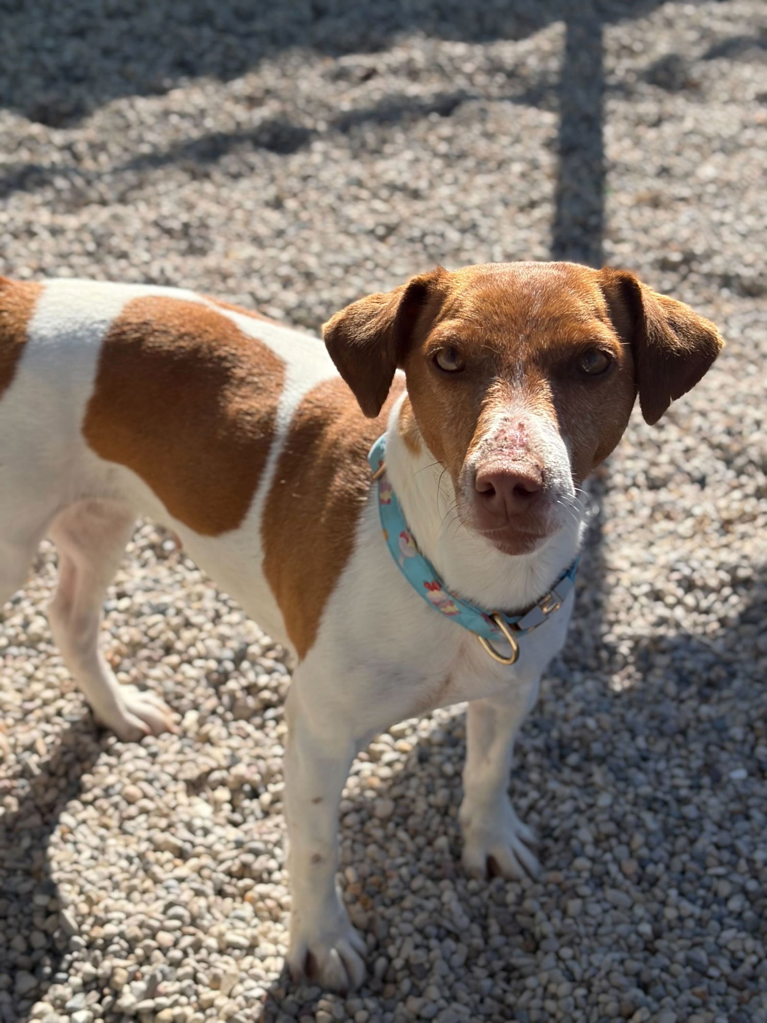 BEA - Jack Russell Terrier available for adoption