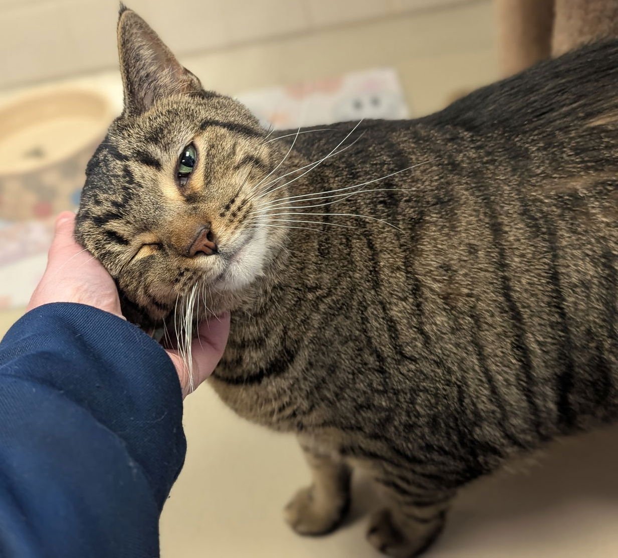 ZOD - Domestic Short Hair available for adoption