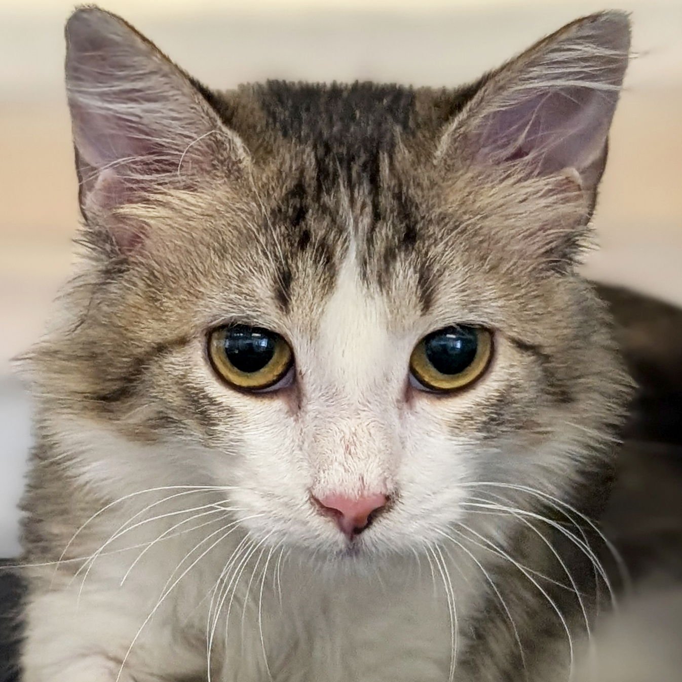 CELLA - Domestic Medium Hair available for adoption