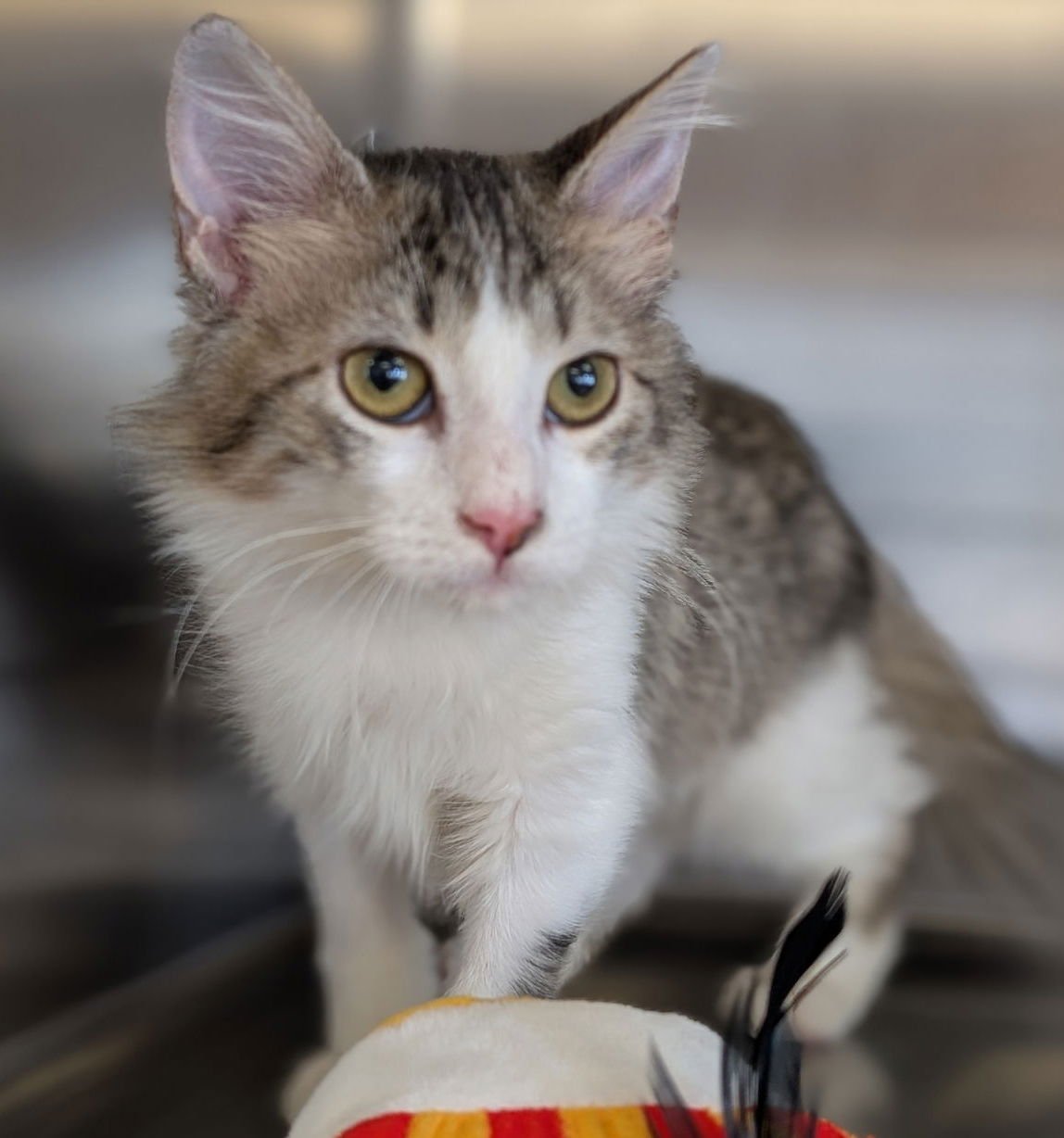 CELLA - Domestic Medium Hair available for adoption