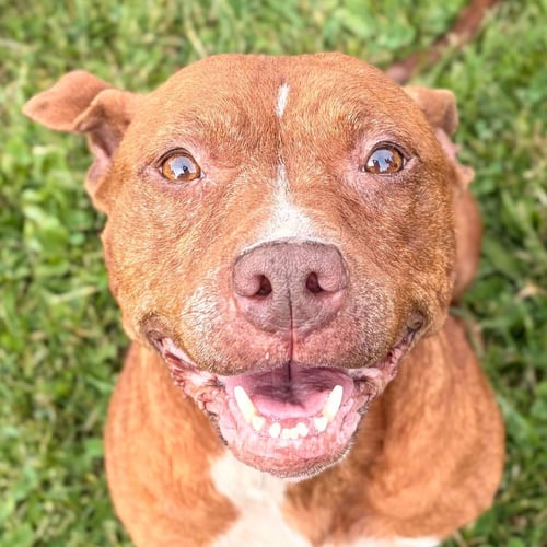 MAVIS - Pit Bull Terrier available for adoption
