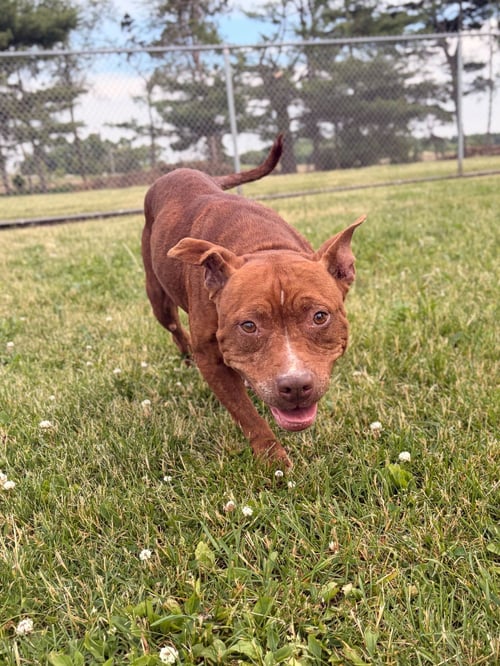 MAVIS - Pit Bull Terrier available for adoption