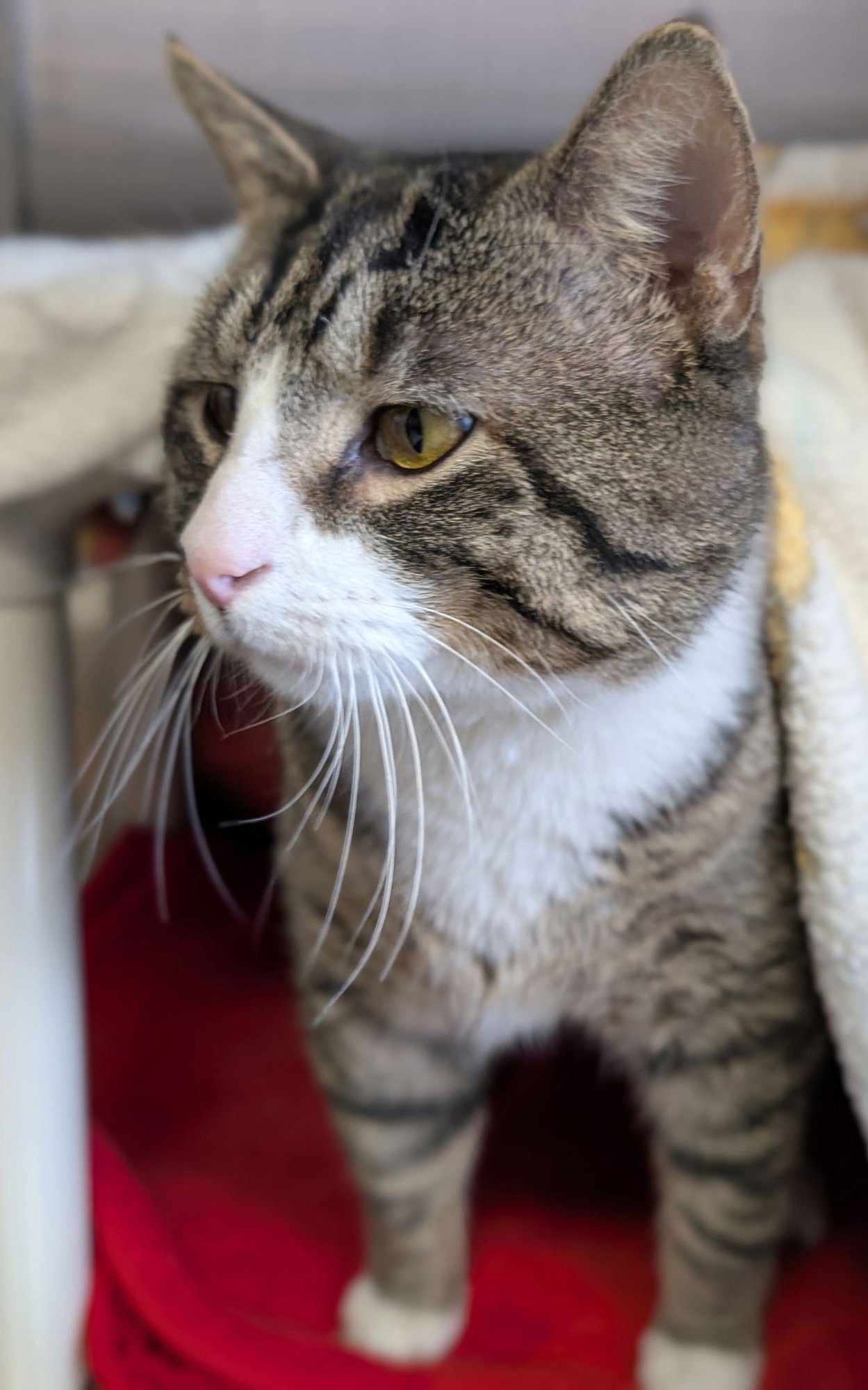 TWIGGY - Domestic Short Hair available for adoption