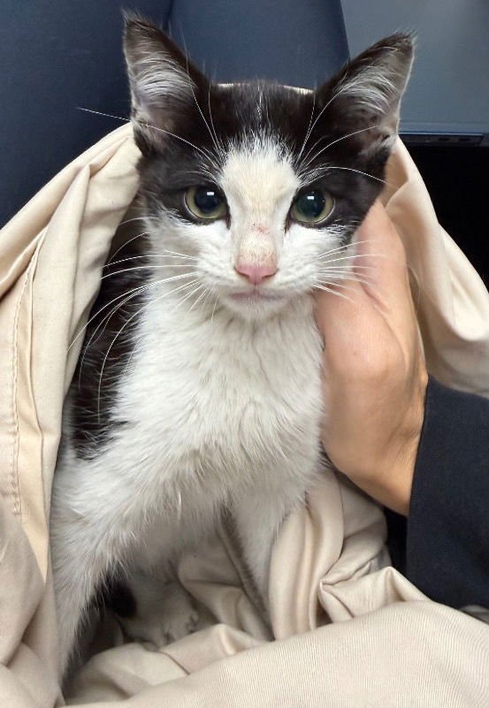 CROISSANT - Domestic Short Hair available for adoption