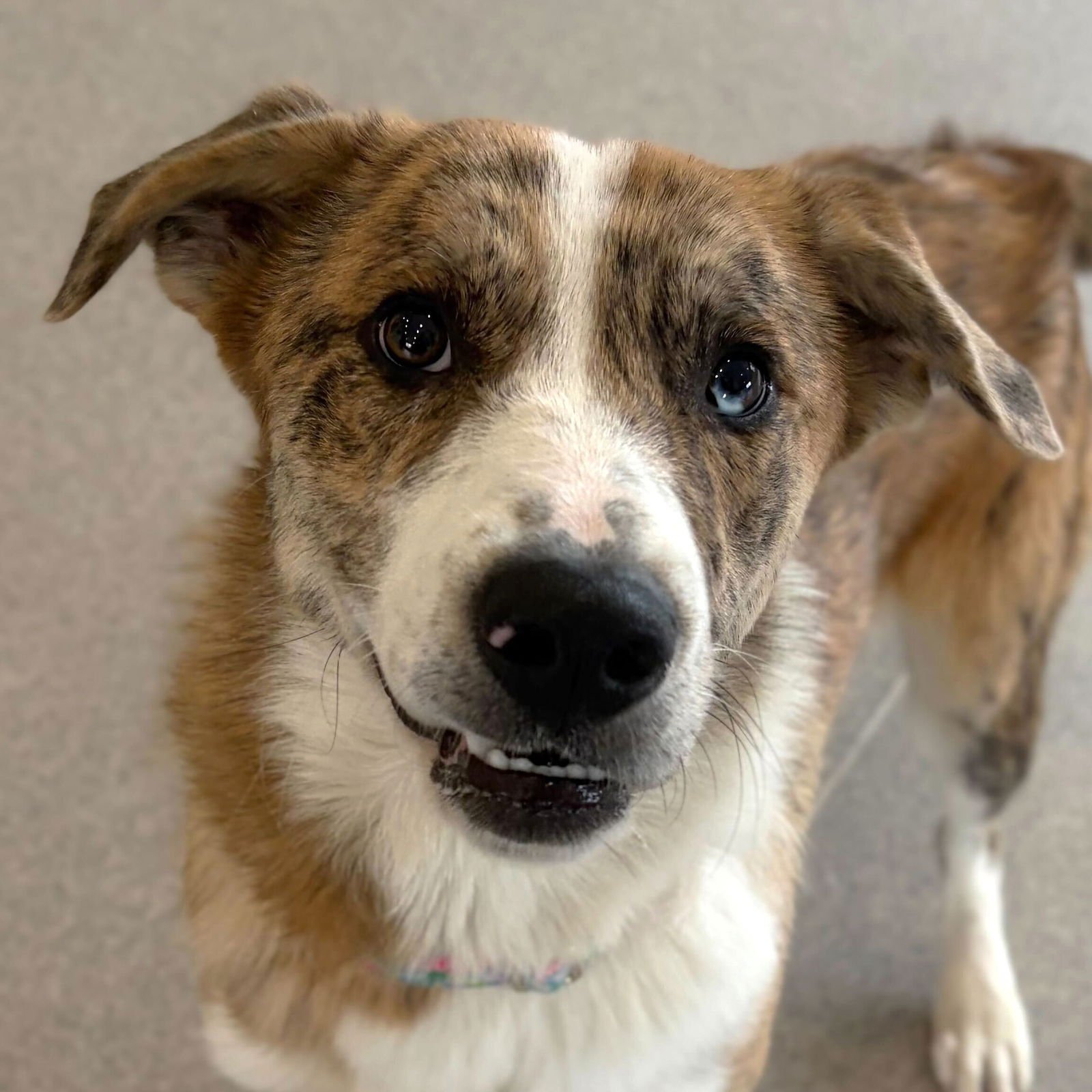 JULIET - Australian Shepherd available for adoption