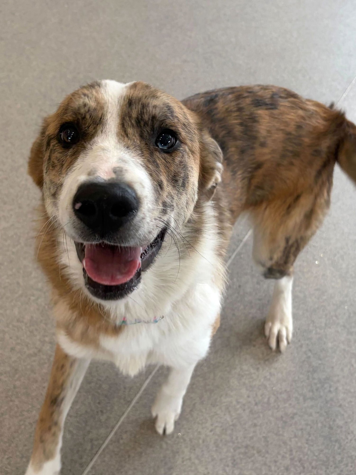 JULIET - Australian Shepherd available for adoption