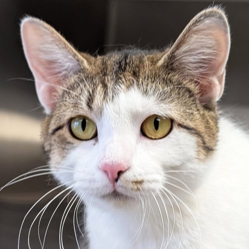 DOTTIE - Domestic Short Hair available for adoption