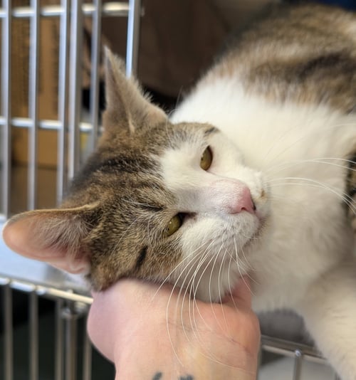 DOTTIE - Domestic Short Hair available for adoption