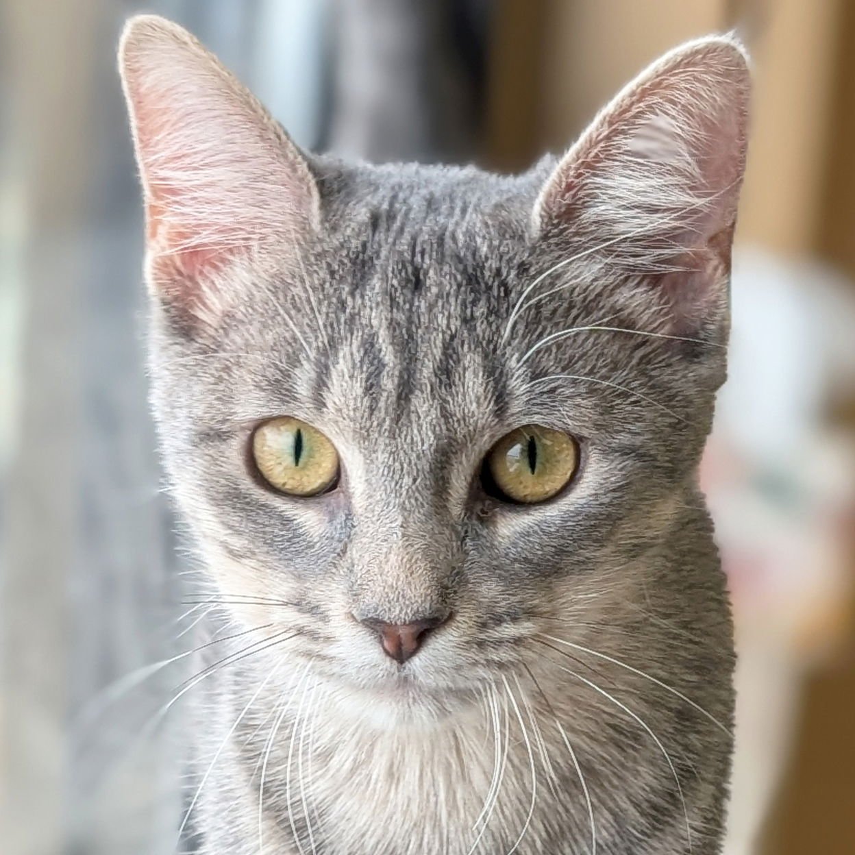 DEMI-LEIGH - Domestic Short Hair available for adoption