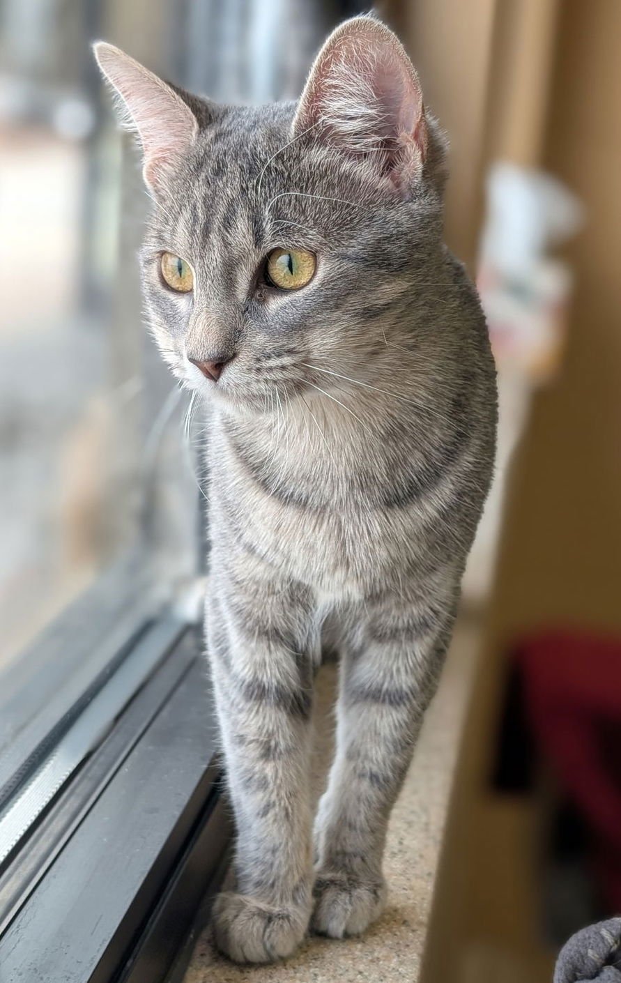 DEMI-LEIGH - Domestic Short Hair available for adoption