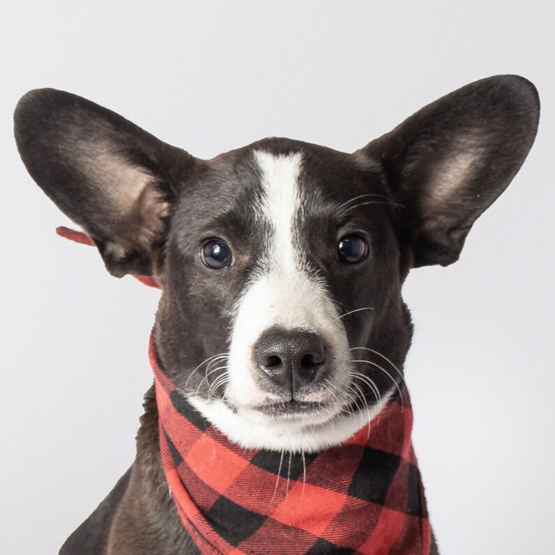 SPUD - Corgi available for adoption