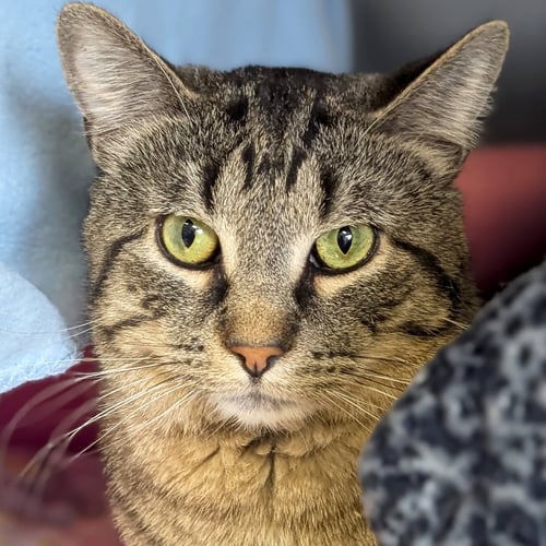 NEBULA - REDUCED FEE! - Domestic Short Hair available for adoption