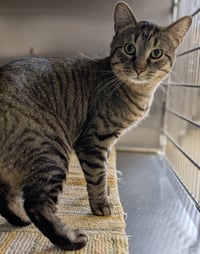 Nebula - Reduced Fee! - Photo 2