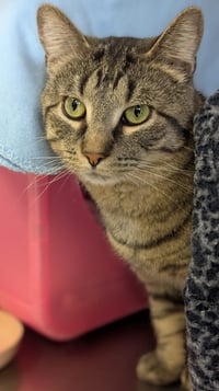 Nebula - Reduced Fee! - Photo 3