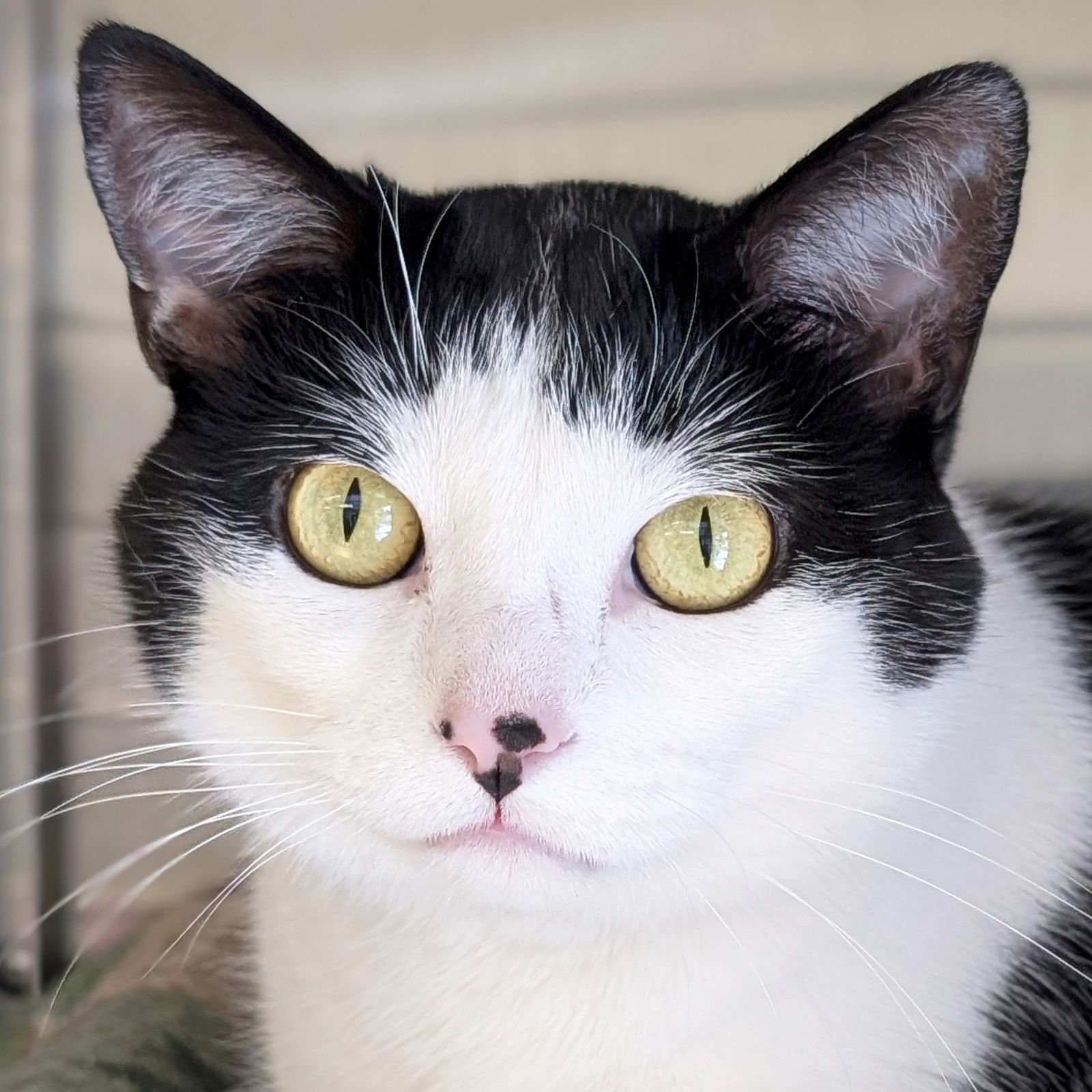 CUPCAKE - Domestic Short Hair available for adoption