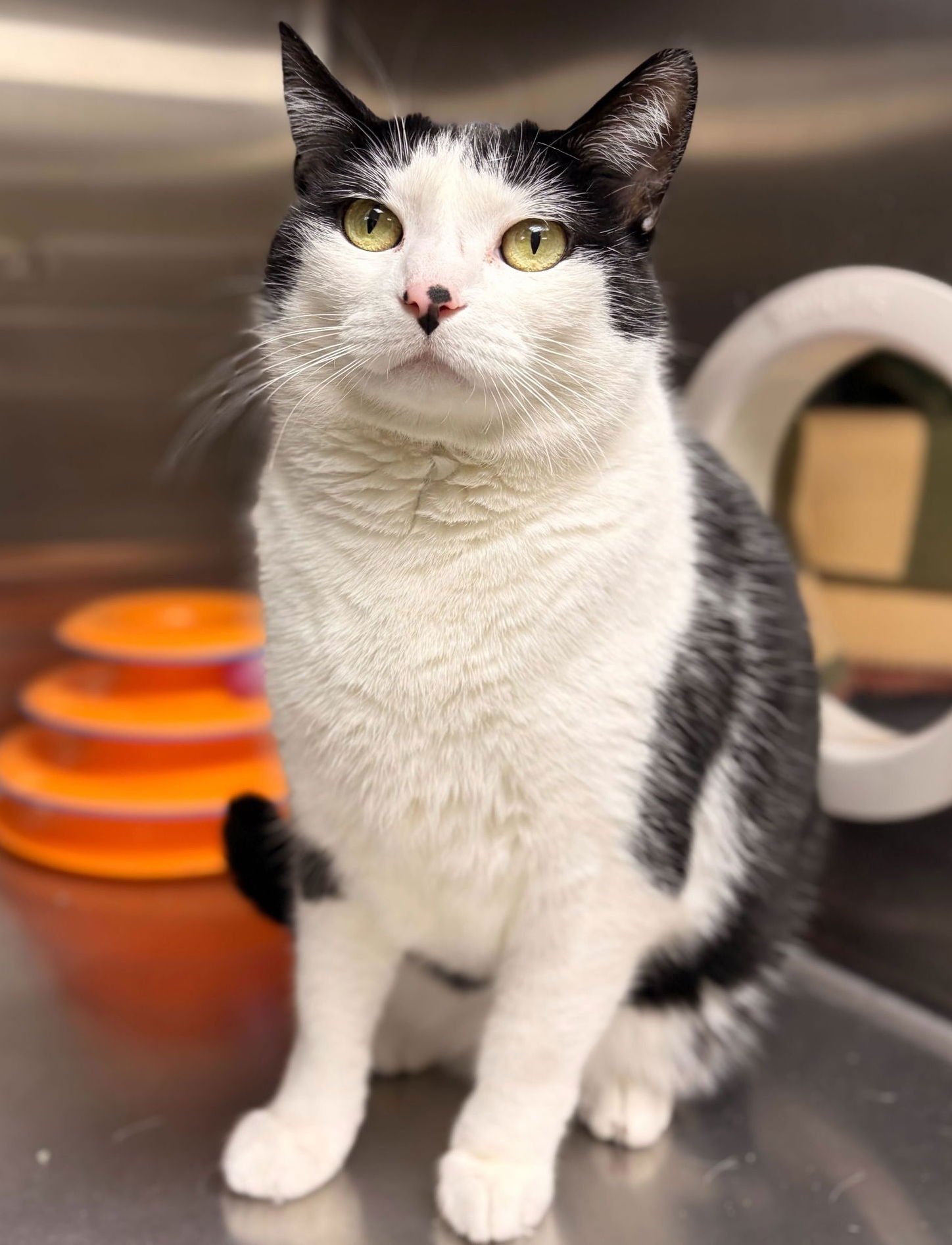 CUPCAKE - Domestic Short Hair available for adoption