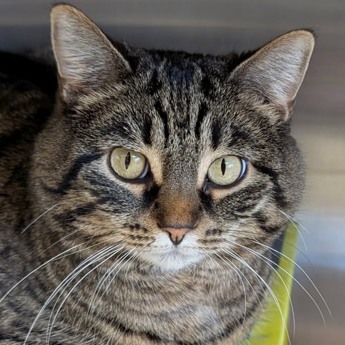 KATIE - Domestic Short Hair available for adoption