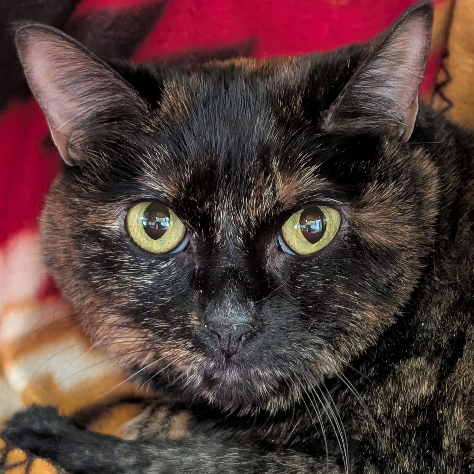 SHORTI THE TORTI - Domestic Short Hair available for adoption