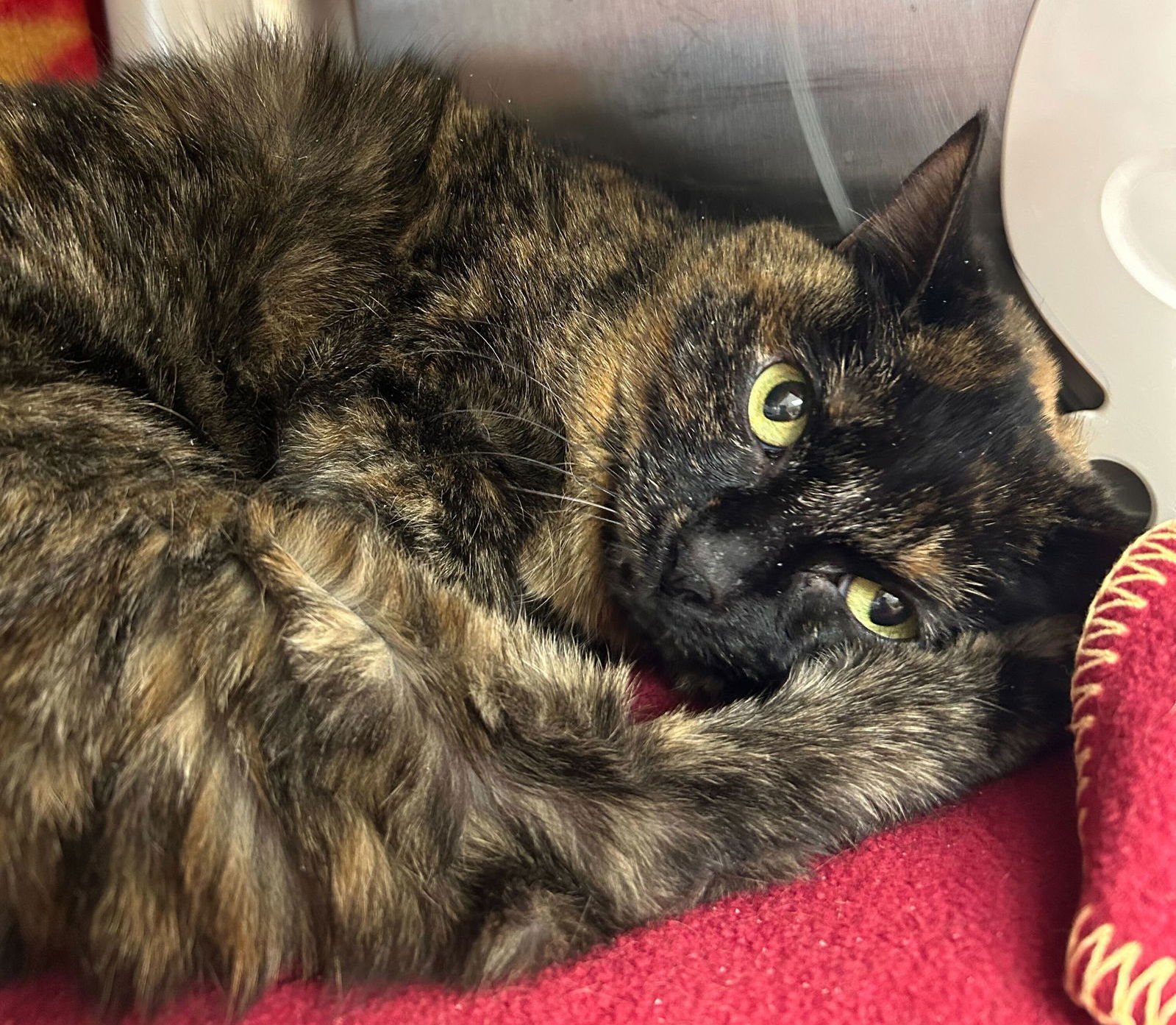 SHORTI THE TORTI - Domestic Short Hair available for adoption