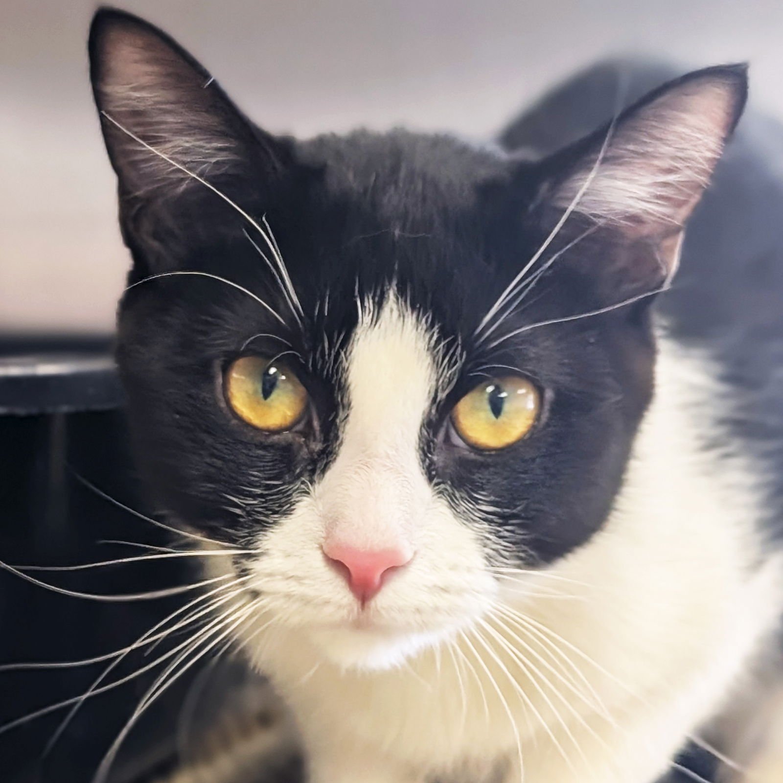 PIXEL - Domestic Short Hair available for adoption