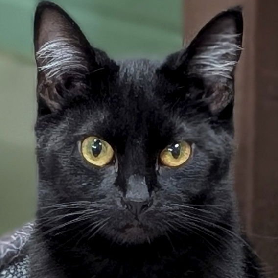 CRAYOLA - Domestic Short Hair available for adoption