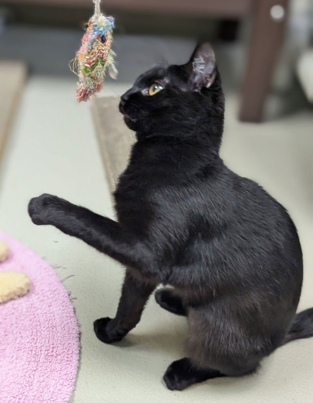 CRAYOLA - Domestic Short Hair available for adoption