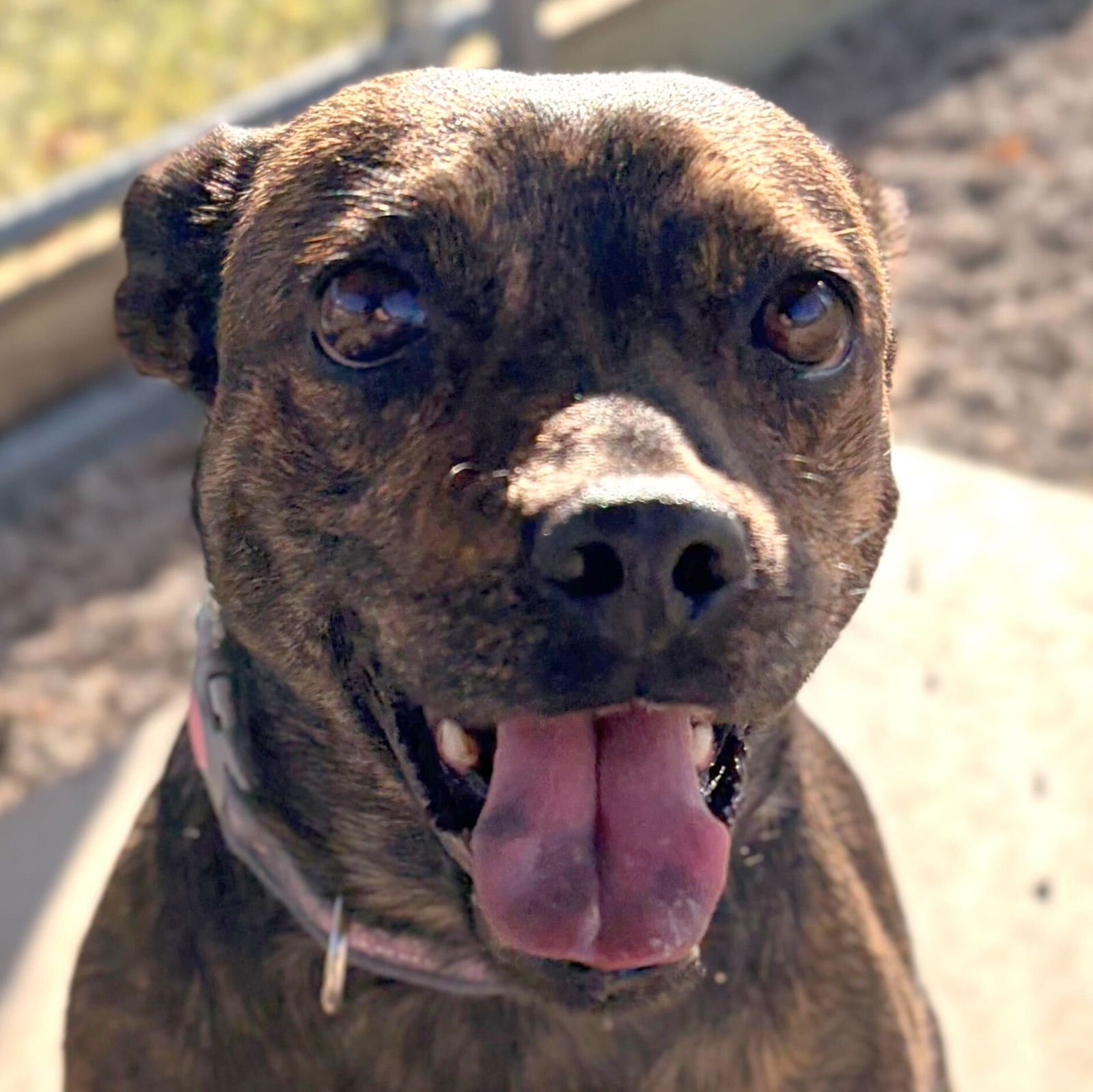 BAILEY - NAME YOUR OWN ADOPTION FEE! - Terrier available for adoption