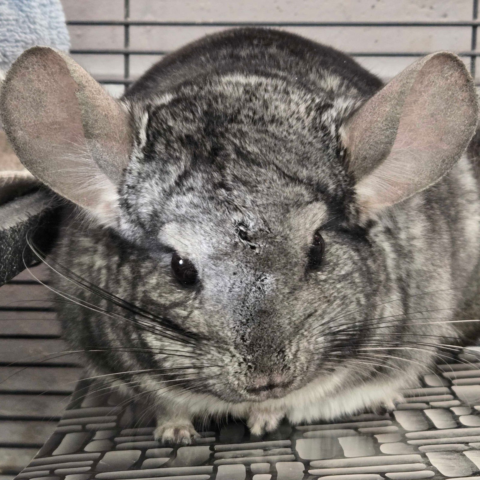 TUBBS - Chinchilla available for adoption