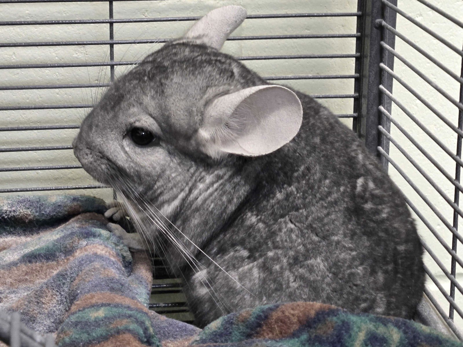 TUBBS - Chinchilla available for adoption