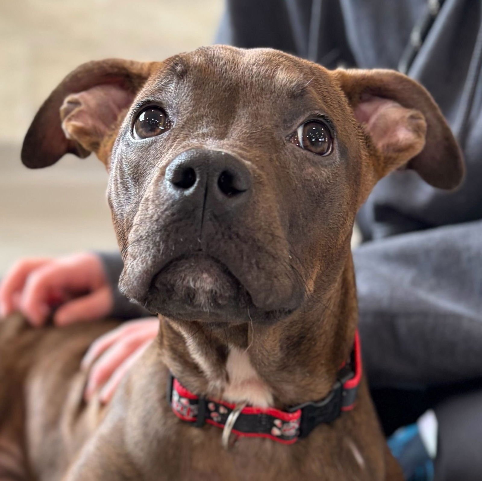 NESSAROSE - Terrier available for adoption