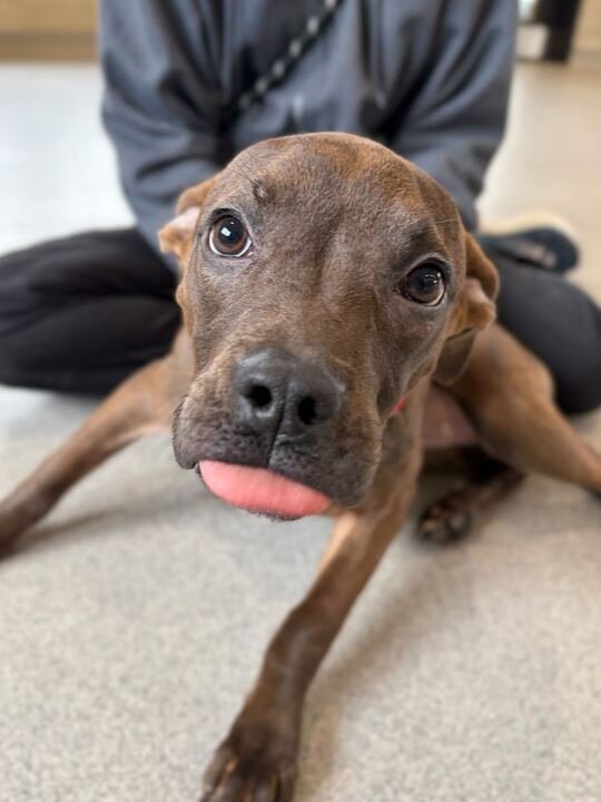 NESSAROSE - Terrier available for adoption