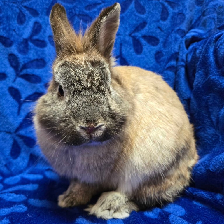 Ricky - Name Your Own Adoption Fee! Image