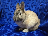 Ricky - Name Your Own Adoption Fee! - Photo 2