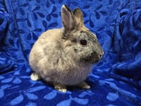 Ricky - Name Your Own Adoption Fee! - Photo 3
