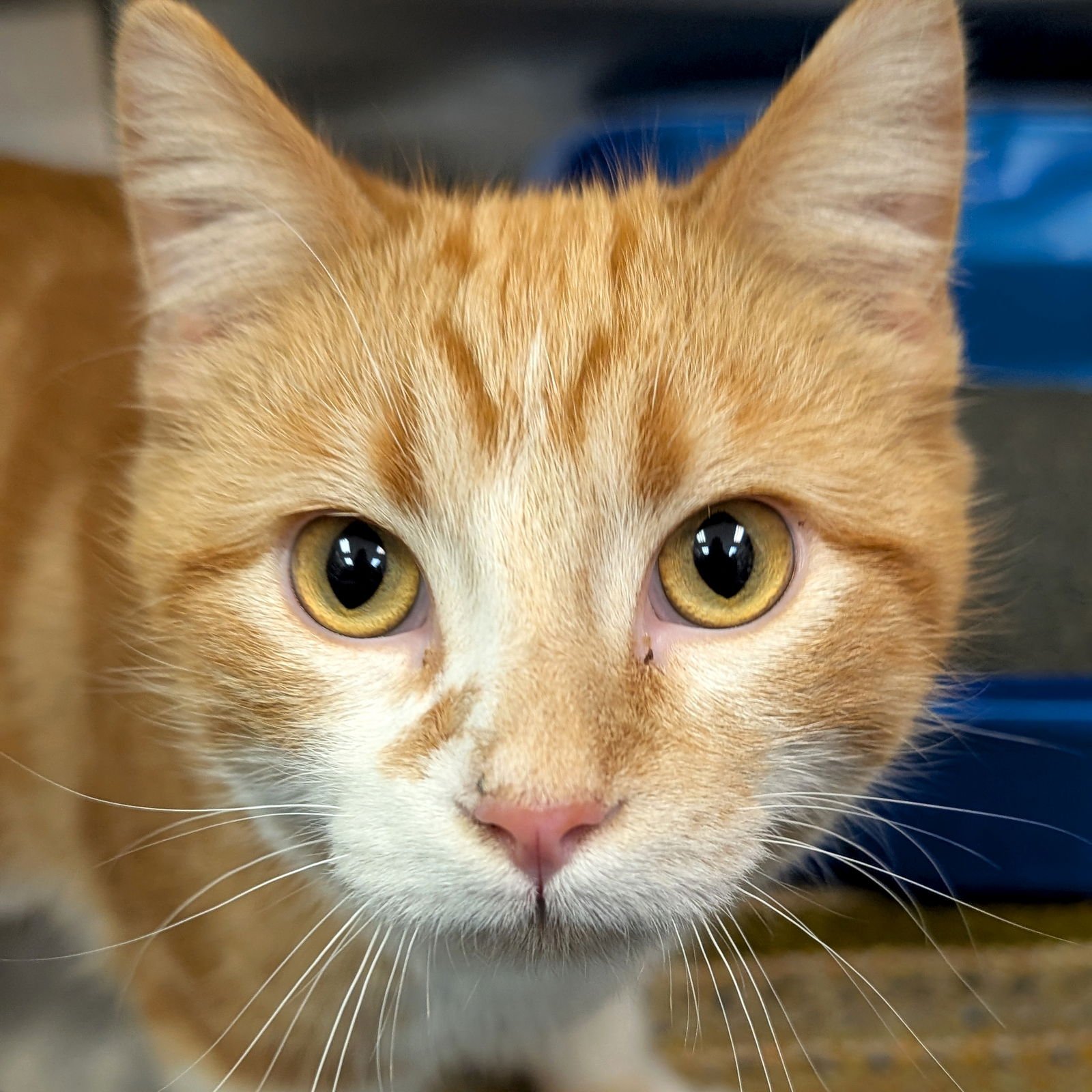 HENRY - Domestic Short Hair available for adoption