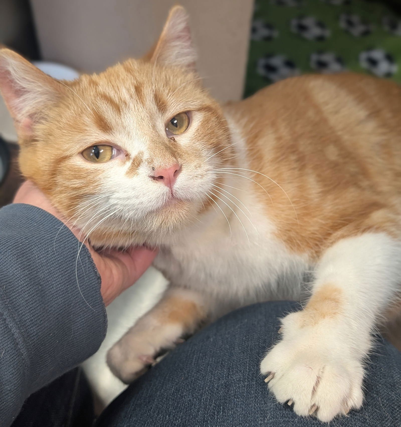 HENRY - Domestic Short Hair available for adoption