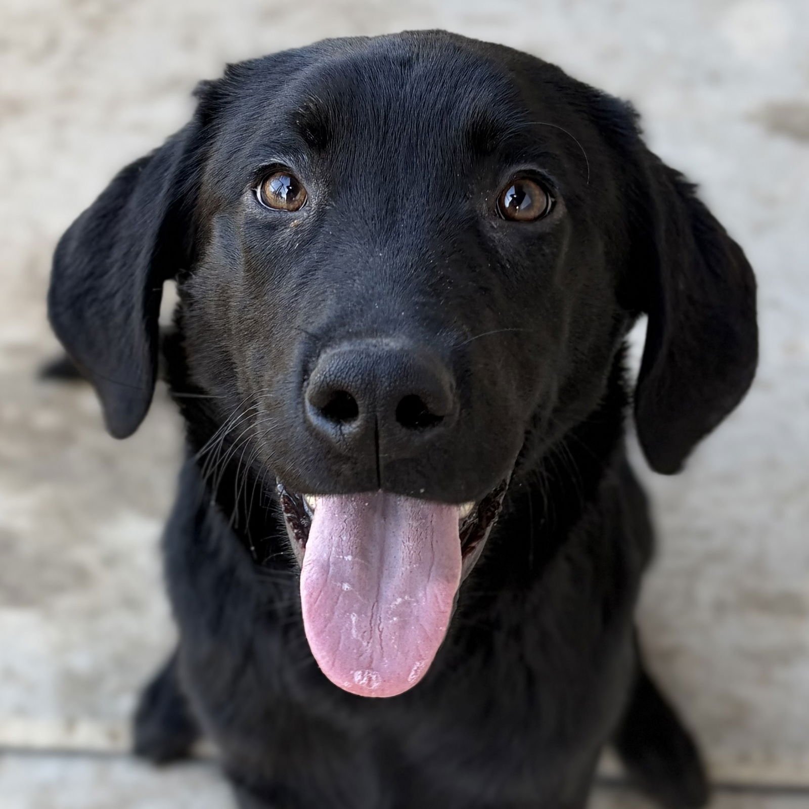 MARK - Labrador Retriever available for adoption