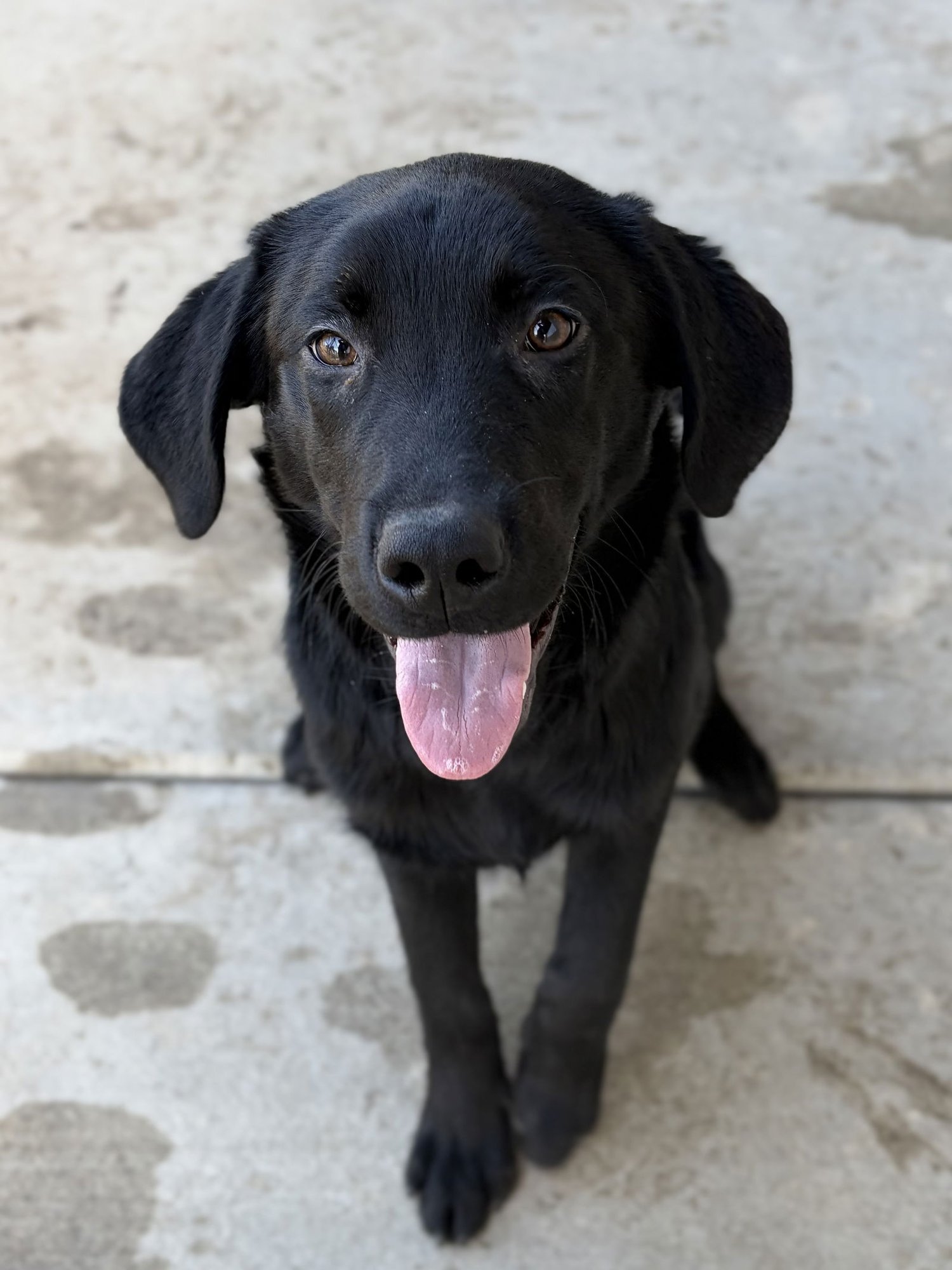 MARK - Labrador Retriever available for adoption