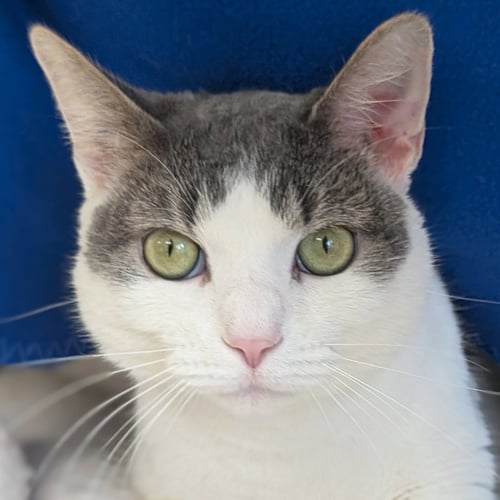 PIZZA LUNCHABLE - Domestic Short Hair available for adoption