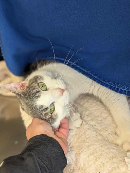 PIZZA LUNCHABLE - Domestic Short Hair available for adoption