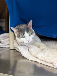 Pizza Lunchable - Photo 3