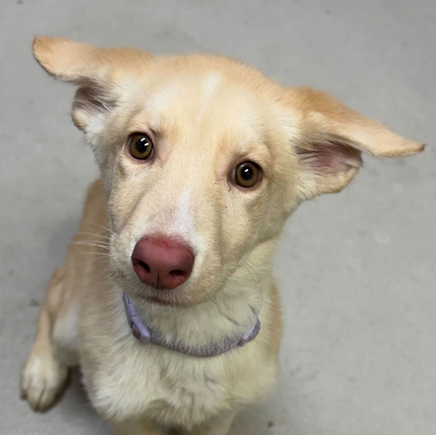 IZZY - Husky available for adoption