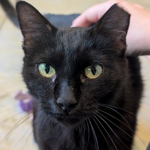 LUNA - ADOPTION FEE PAID! - Domestic Short Hair available for adoption